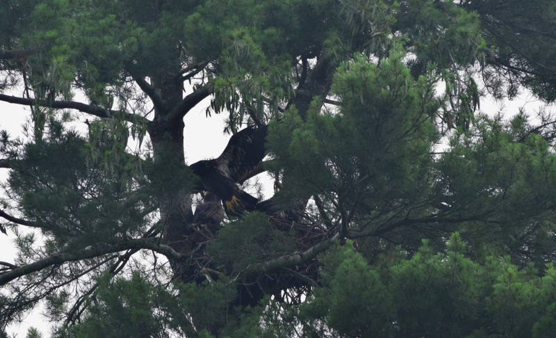 Illustration for article titled Juvenille Bald Eagles
